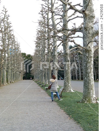 Platanus and people Platanus and people 2429088