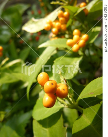 Yellow Manton 2429093