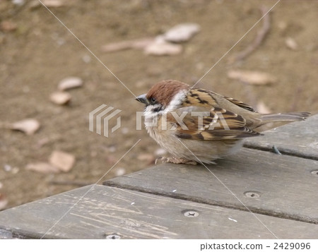 A sparrow 2429096
