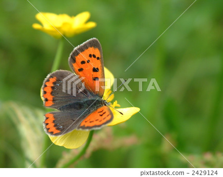 Lycaena phlaeas Lycaena phlaeas 2429124