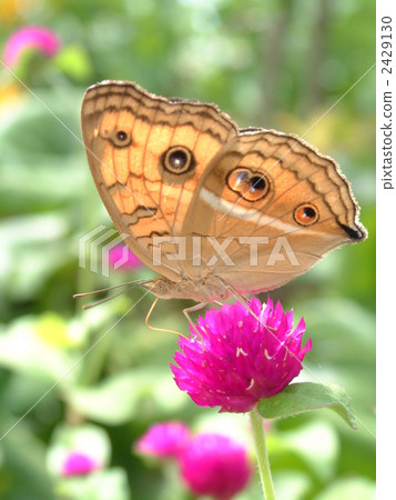 White-tailed butterfly and thyme 2429130