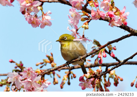 Kawazu櫻花和mezzo在東部花園的早期開花 2429233