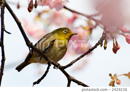 Kawazu櫻花和mezzo在東部花園的早期開花 2429238