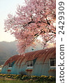 Barn and cherry tree vertical 2429309