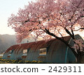 Barn and cherry blossom viewing 2429311