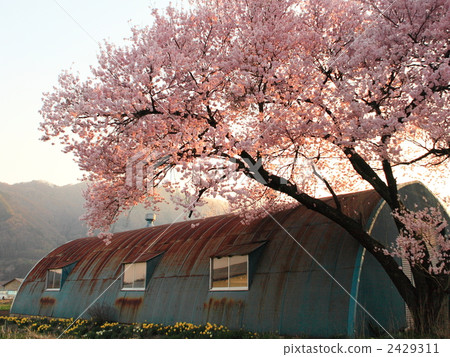 穀倉和櫻花觀賞 2429311