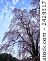 Fudo cherry tree of a squaring (Ujinori) 2429317