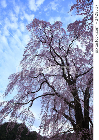 平方的Fudo櫻花樹（Ujinori） 2429317