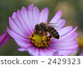 bee, hive bee, honeybee 2429323
