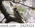 woodpecker, birdie, small bird 2429324