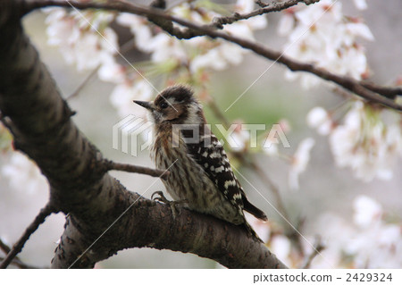 woodpecker, birdie, small bird 2429324