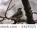 tree, bird, birds 2429325