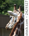 terrestrial animal, giraffe, animal 2429327