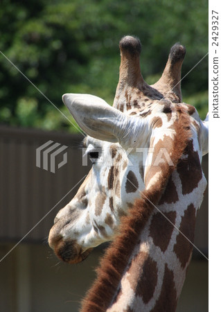 陸生動物 長頸鹿 動物 2429327