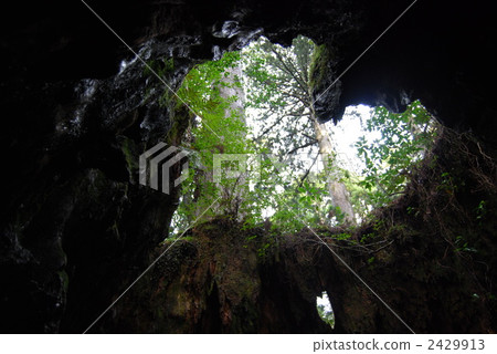 heart, hearts, wilson stump 2429913