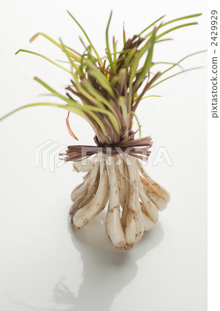 shimarakkyo, vegetables, vegetable 2429929