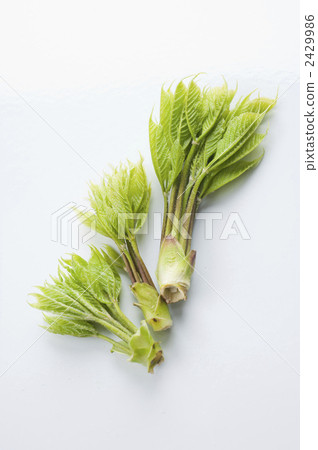 科氏博爾 山野菜 食品 2429986