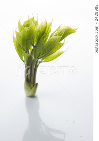 科氏博爾 山野菜 食品 2429988