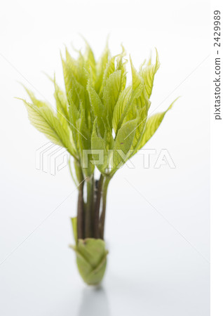 科氏博爾 籃子 山野菜 2429989