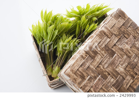 科氏博爾 山野菜 什錦 2429993