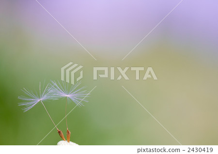 蒲公英的種子 蒲公英的種子 2430419