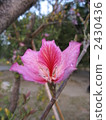 Hong Kong Orchid Tree 2430436