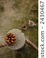 Pinecone 2430467