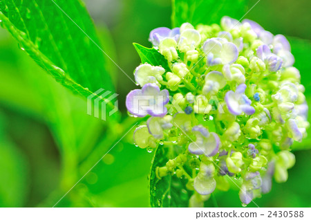 雨後腮腺炎繡球花 雨後腮腺炎繡球花 2430588