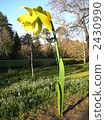 objet, daffodil, recommendation 2430990