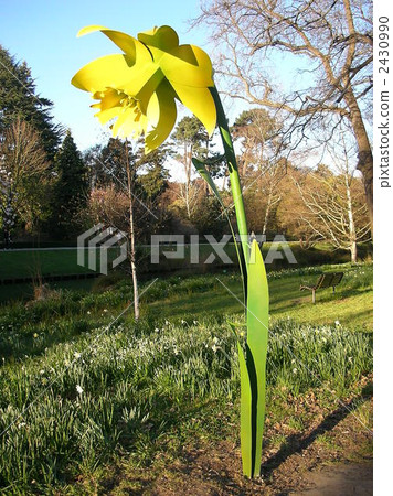 objet, daffodil, recommendation 2430990