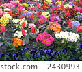 flower garden, flower field, variou 2430993