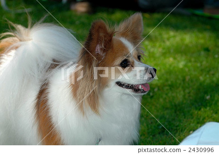 Papillon of a dog 2430996
