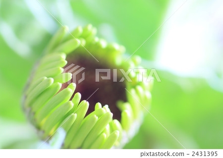 非洲菊的芽將從現在開始綻放! 非洲菊的芽將從現在開始綻放! 2431395