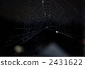 Spider web spider 2431622