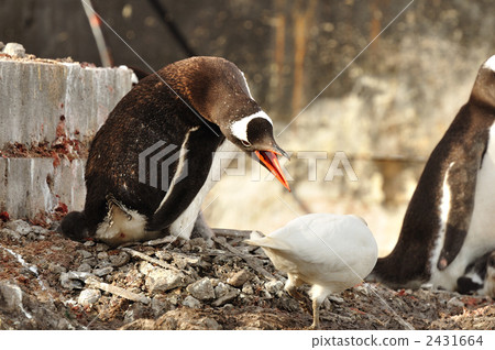 巴布亞企鵝 2431664
