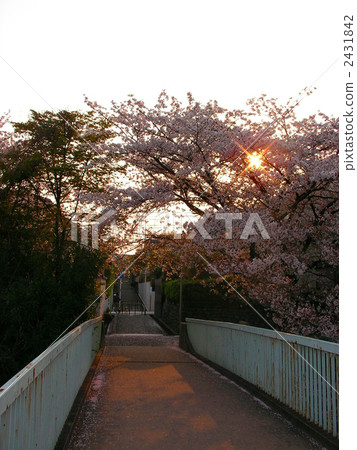 人行天橋和櫻花 2431842