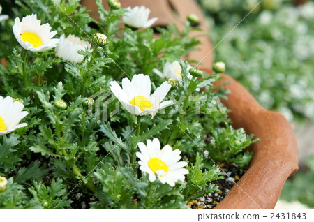 Flower / Chrisan Chem Flower / Chrisan Chem 2431843