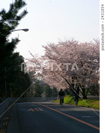 在學校路的櫻花 2431854