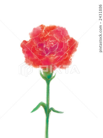 謝謝鮮花康乃馨 2431886