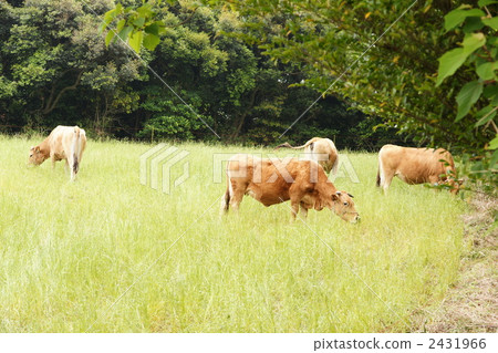 奶牛放牧 2431966