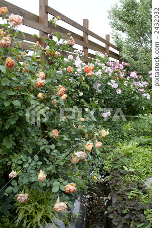 Rose garden Rose garden 2432032