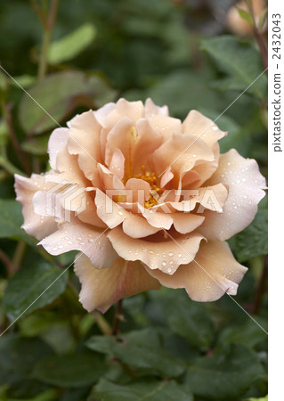Roses Julia 2432043