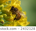 bee, hive bee, honeybee 2432128