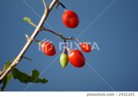 Fruit of wolfberry wolfberry 2432261