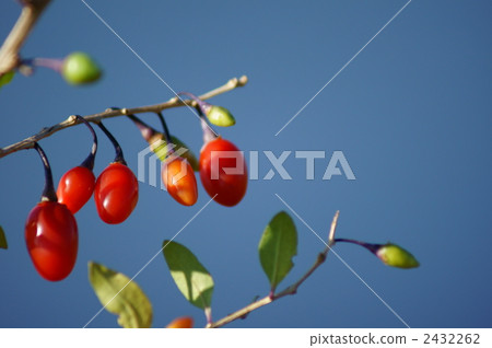 Fruit of wolfberry wolfberry 2432262