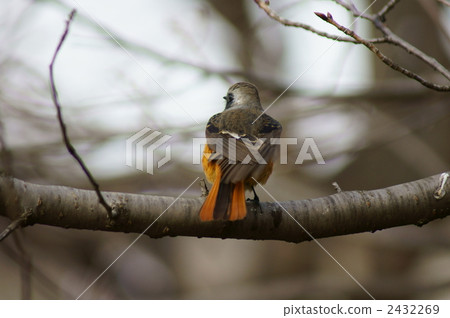 Daurian Redstart Male 2432269