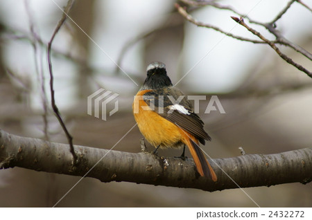 我很期待。賈維塔基先生 2432272