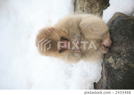 become friendly, laid-back, feel 2433488