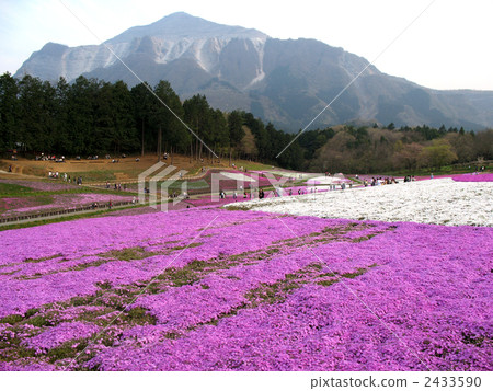 在秩父Izan公園的Shiba櫻桃樹 2433590