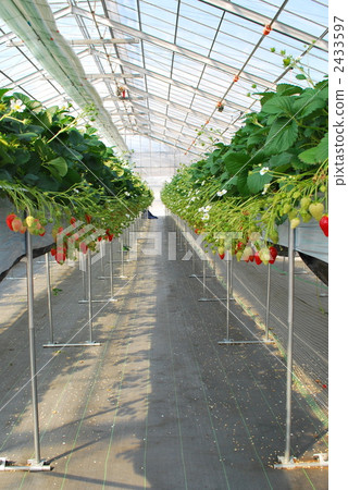 strawberries, strawberry, house 2433597
